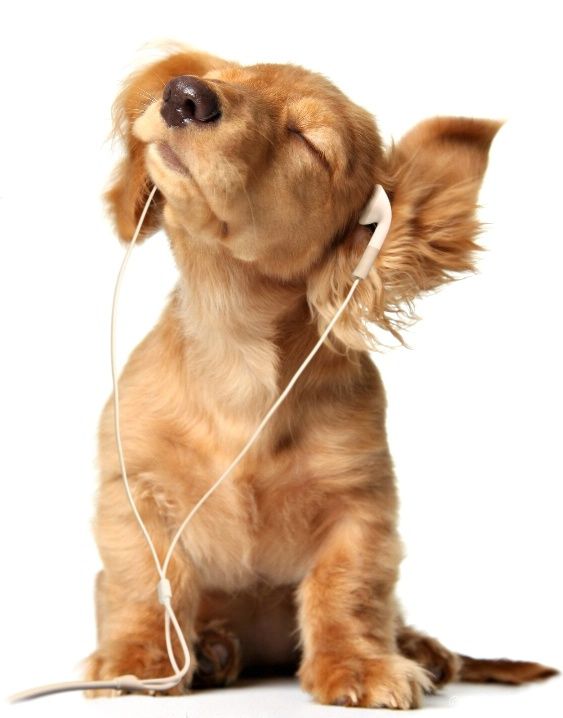 Dog with earphones